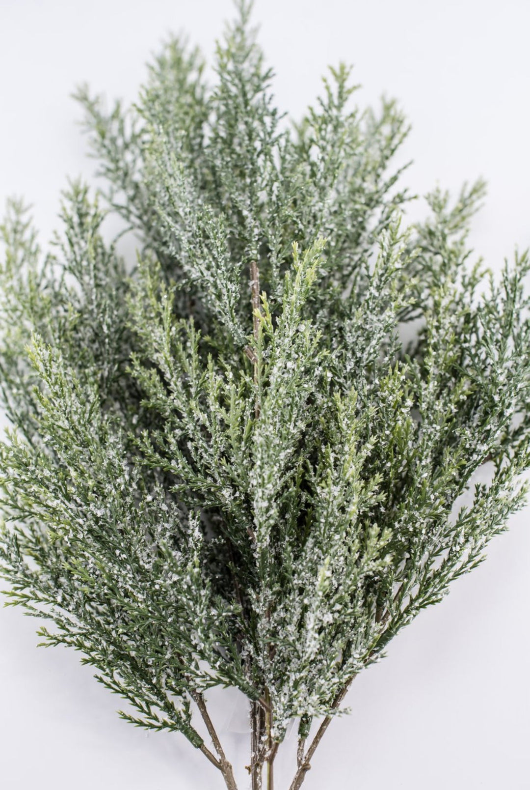 Iced cypress bush - Greenery Market84351