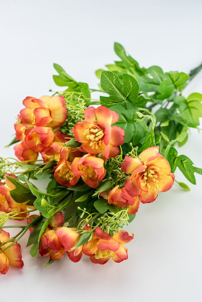 Indian Hawthorn Bush - Orange - Greenery Market28171