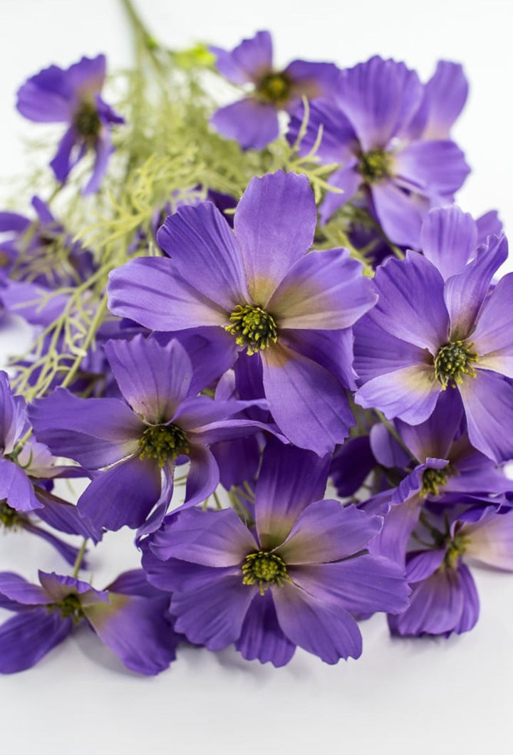 Lavender Purple Garden Cosmos Bush - Greenery Market63664LV