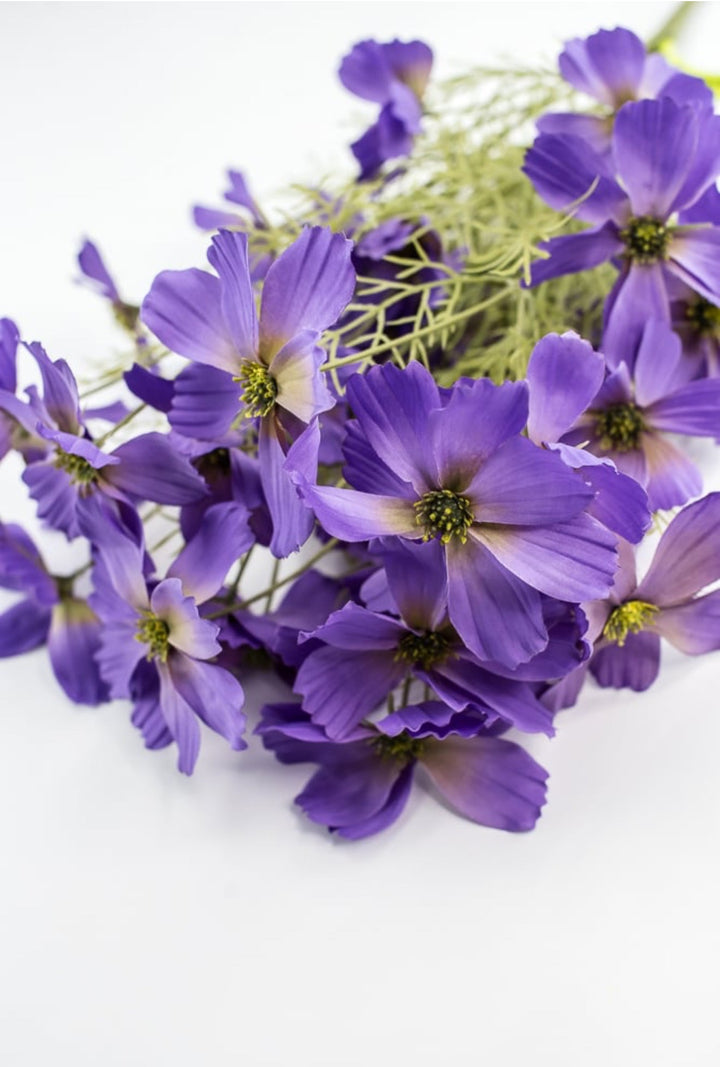 Lavender Purple Garden Cosmos Bush - Greenery Market63664LV
