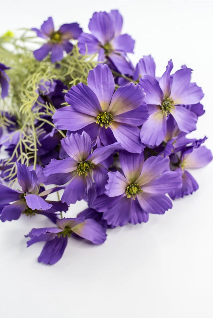 Lavender Purple Garden Cosmos Bush - Greenery Market63664LV