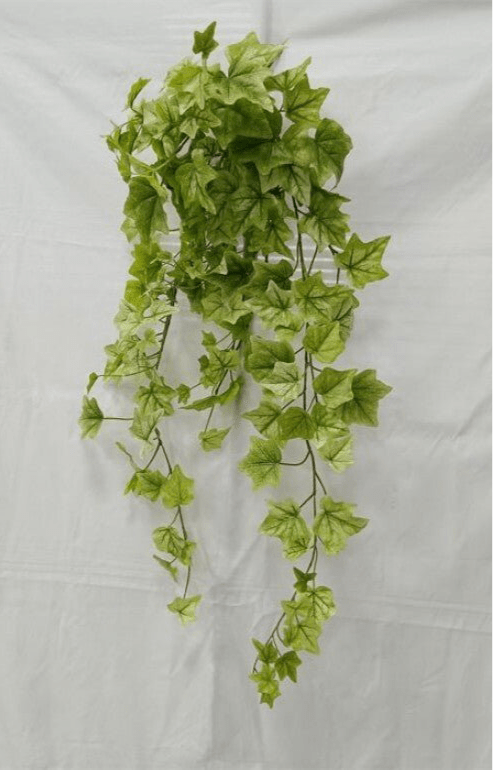 Lemon Lime Hanging Green Ivy Bush - 39” - Greenery MarketMTF24580