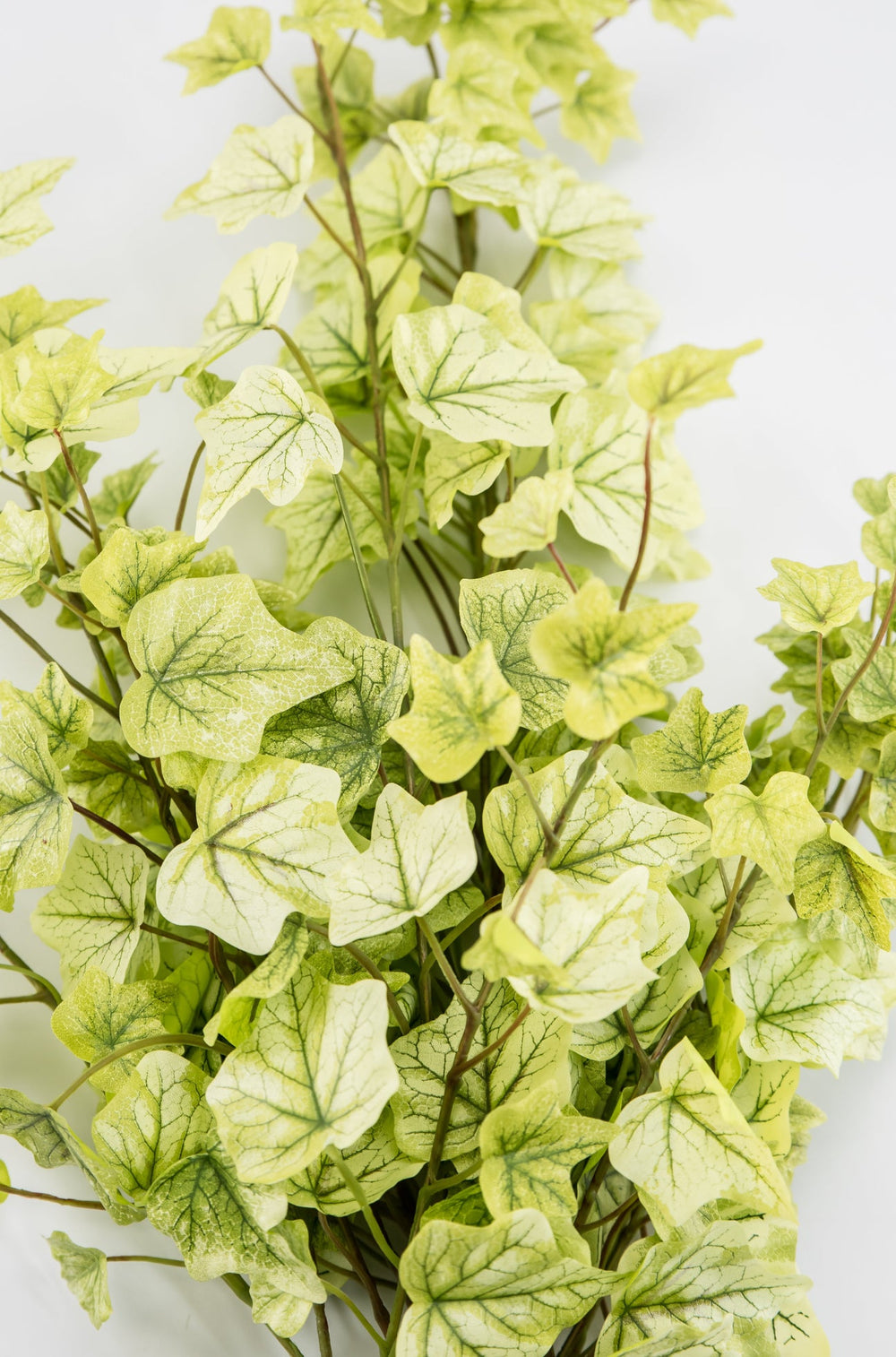 Lemon Lime Ivy Spray x Bulk 6 Sprays - Greenery MarketMTF24584 GRYE