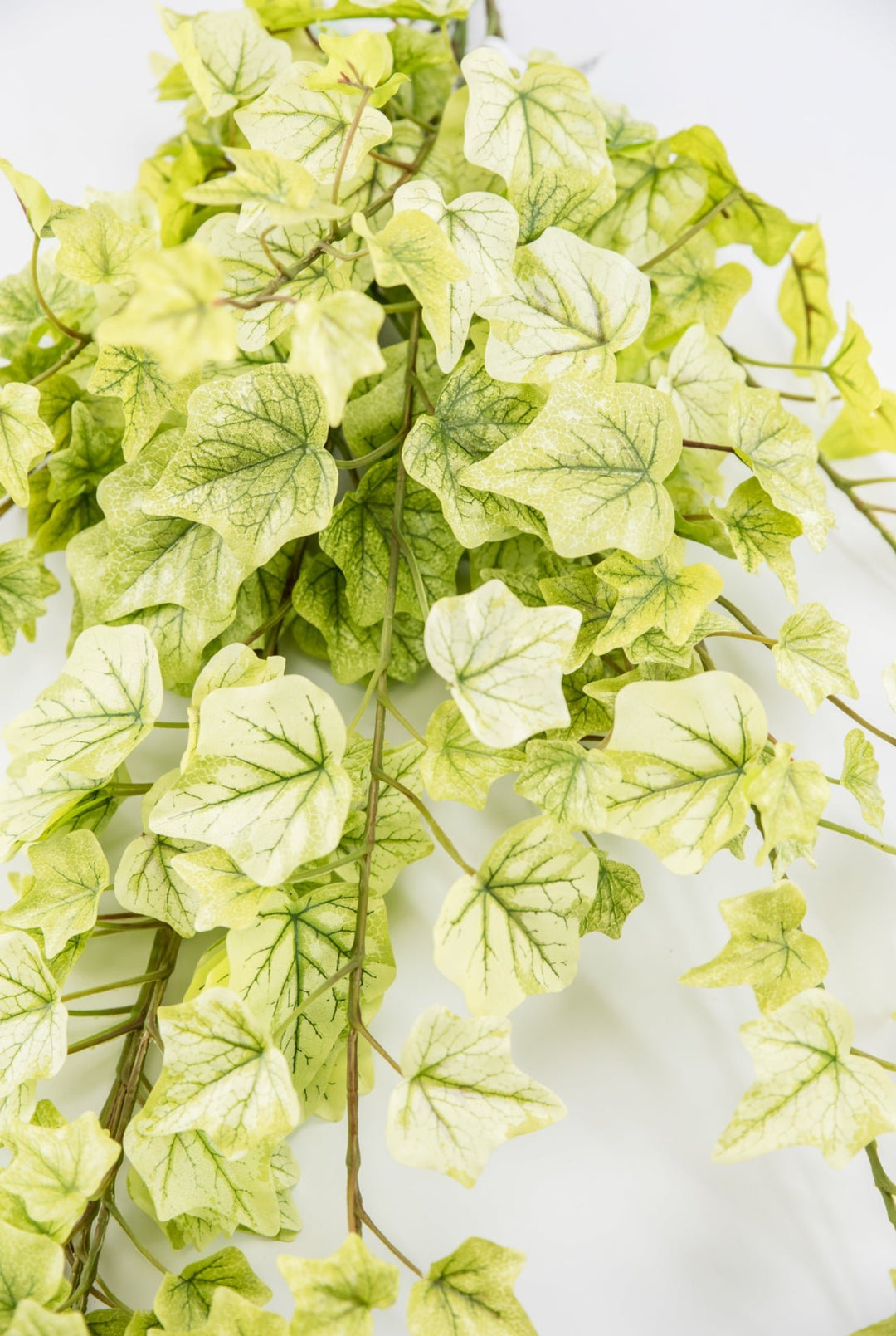 Lemon Lime Ivy Spray x Bulk 6 Sprays - Greenery MarketMTF24584 GRYE