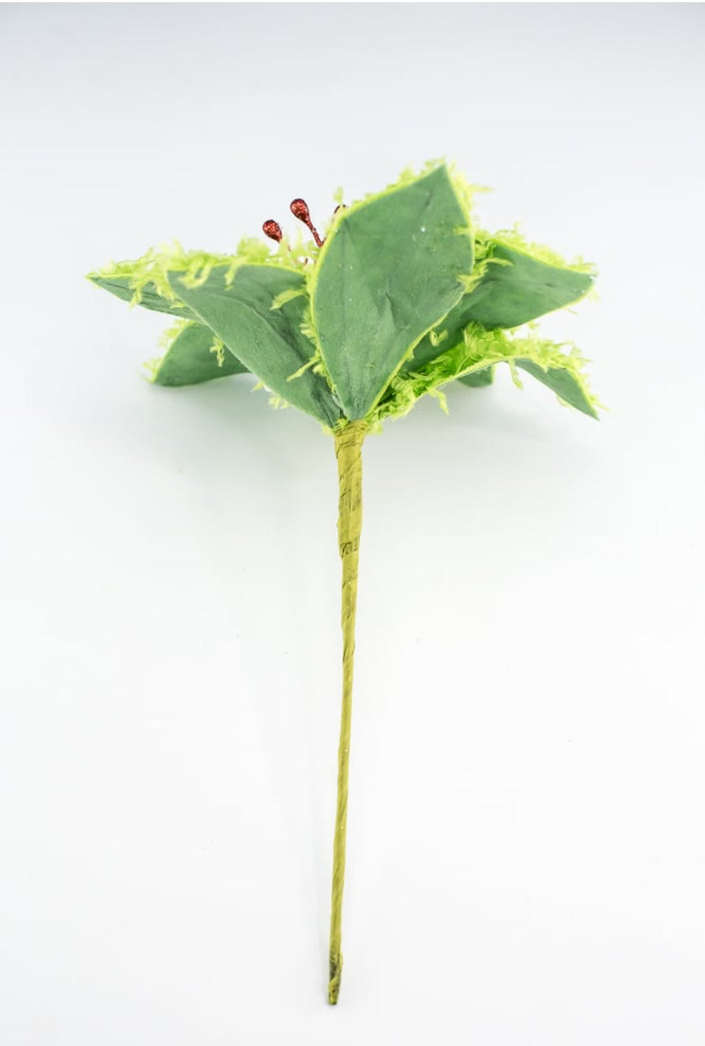 Lime green furry fluffy poinsettias - Greenery MarketXS410251