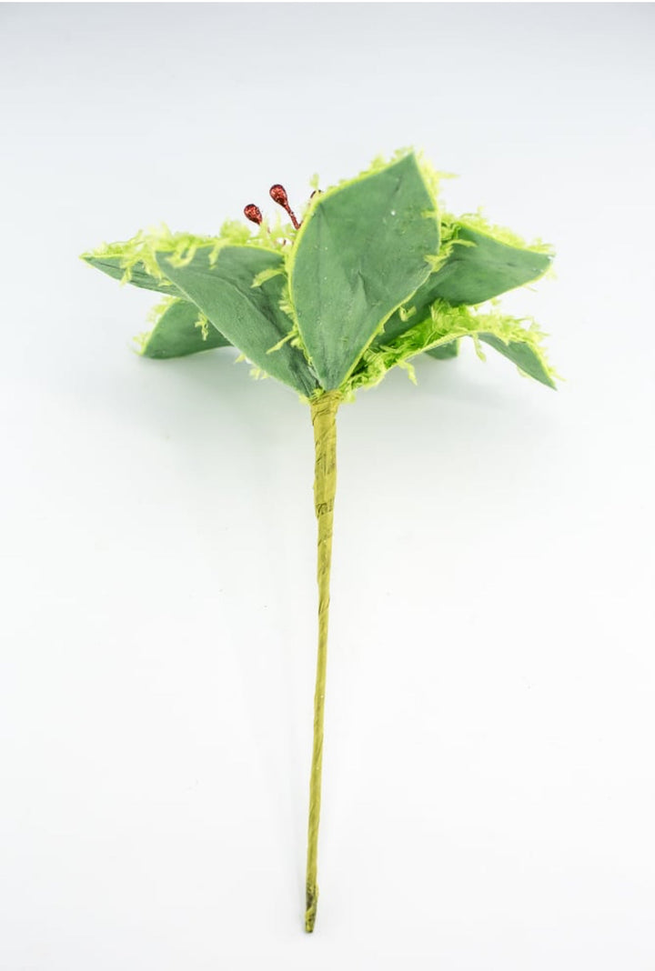 Lime green furry fluffy poinsettias - Greenery MarketXS410251