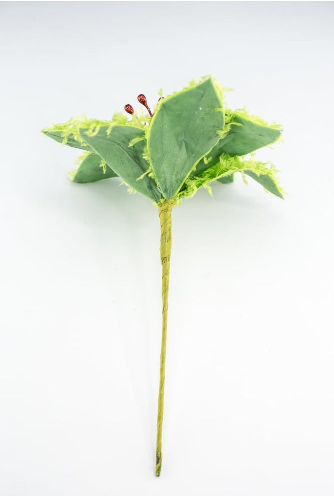 Lime green furry fluffy poinsettias - Greenery MarketXS410251