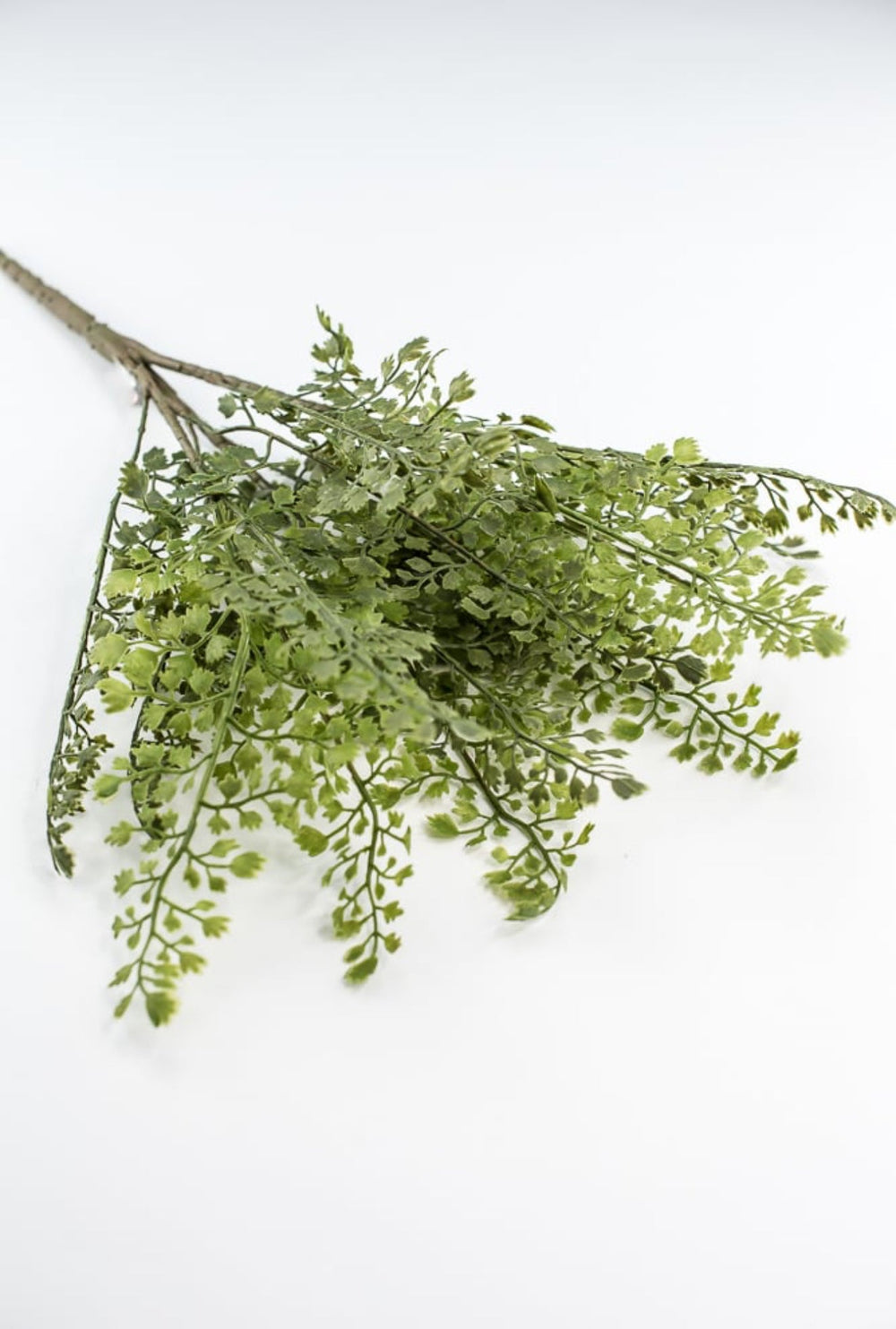 Maidenhair fern bush - Greenery MarketgreeneryFL5968 - G