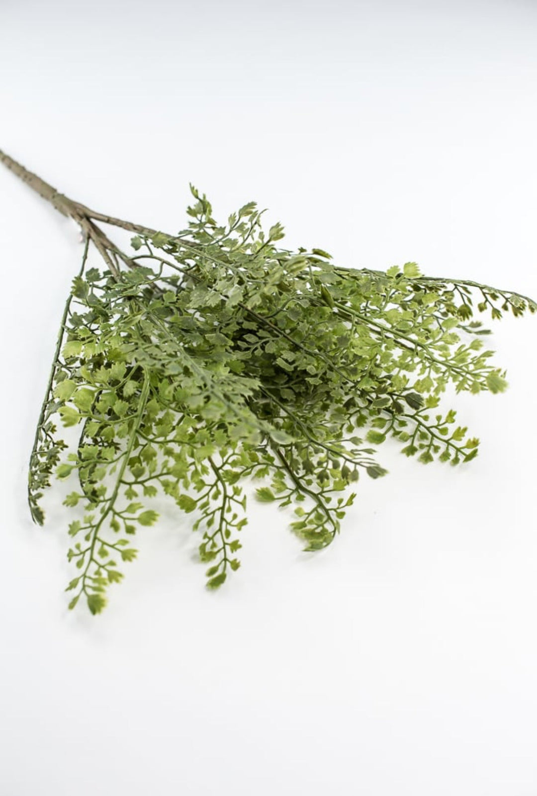 Maidenhair fern bush - Greenery MarketgreeneryFL5968 - G