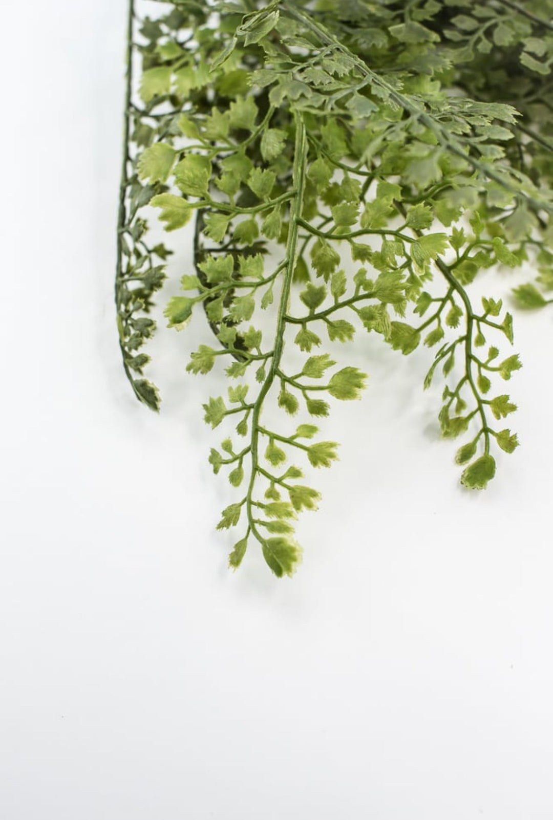 Maidenhair fern bush - Greenery MarketgreeneryFL5968 - G