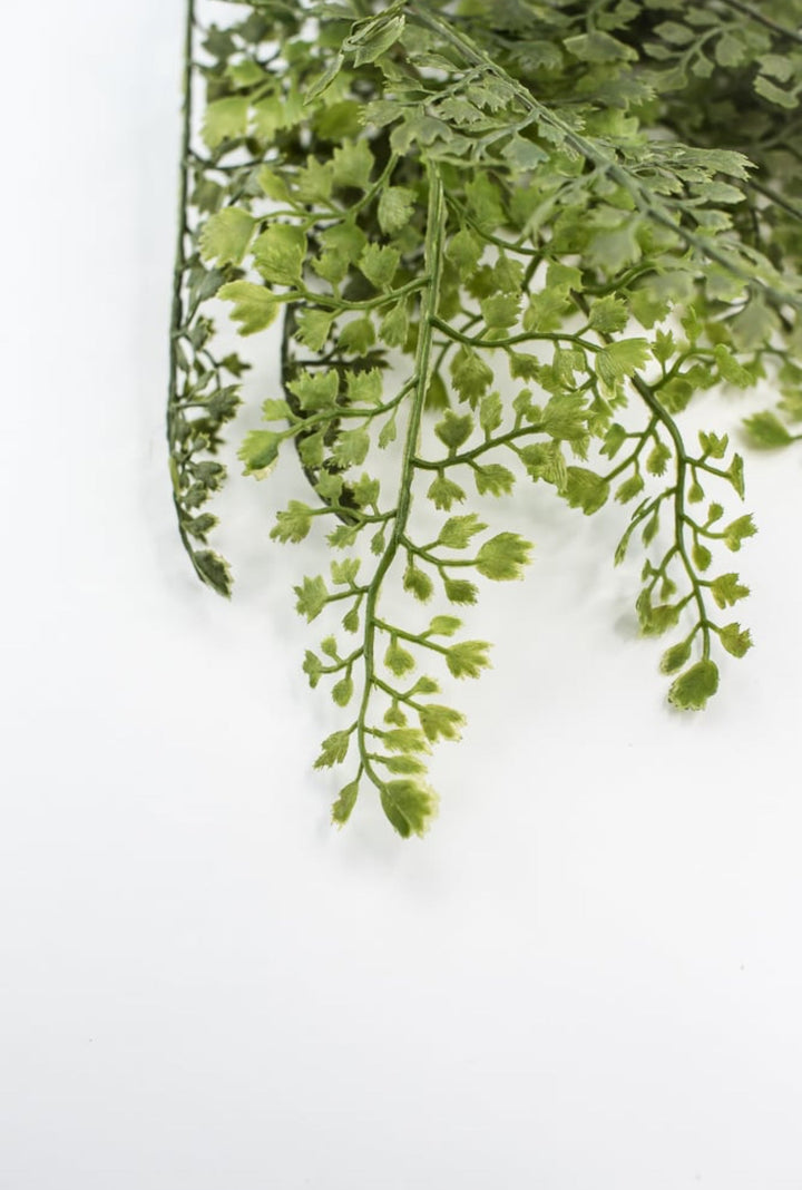 Maidenhair fern bush - Greenery MarketgreeneryFL5968 - G