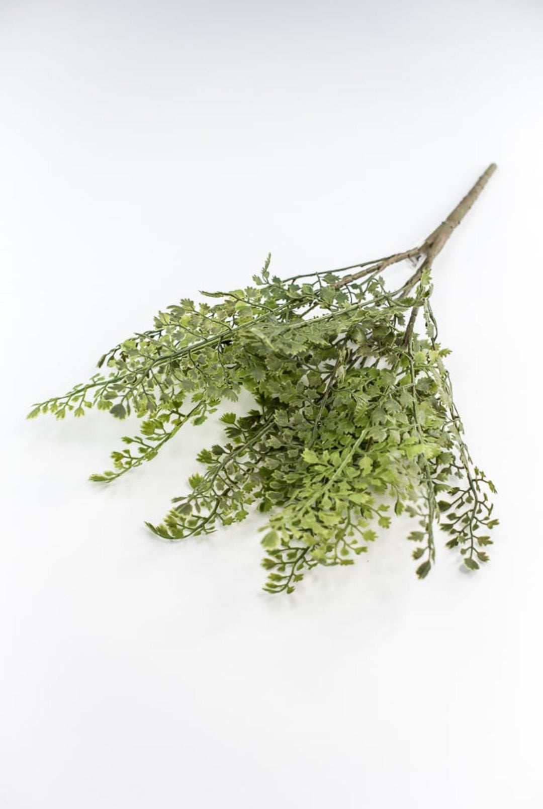 Maidenhair fern bush - Greenery MarketgreeneryFL5968 - G