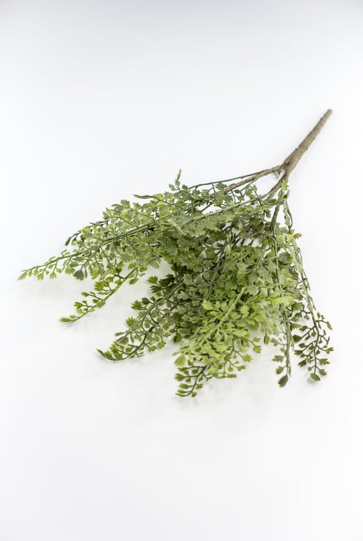 Maidenhair fern bush - Greenery MarketgreeneryFL5968 - G