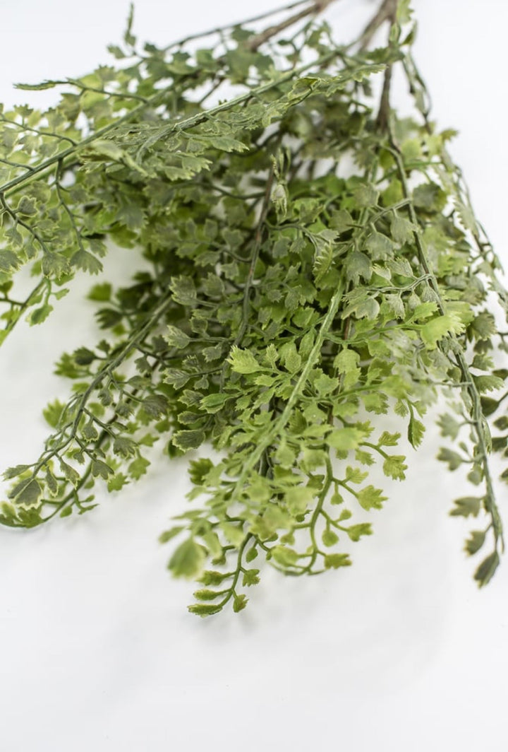 Maidenhair fern bush - Greenery MarketgreeneryFL5968 - G