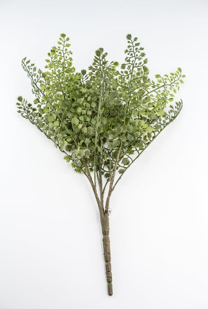 Maidenhair fern bush - Greenery MarketgreeneryFL5968 - G