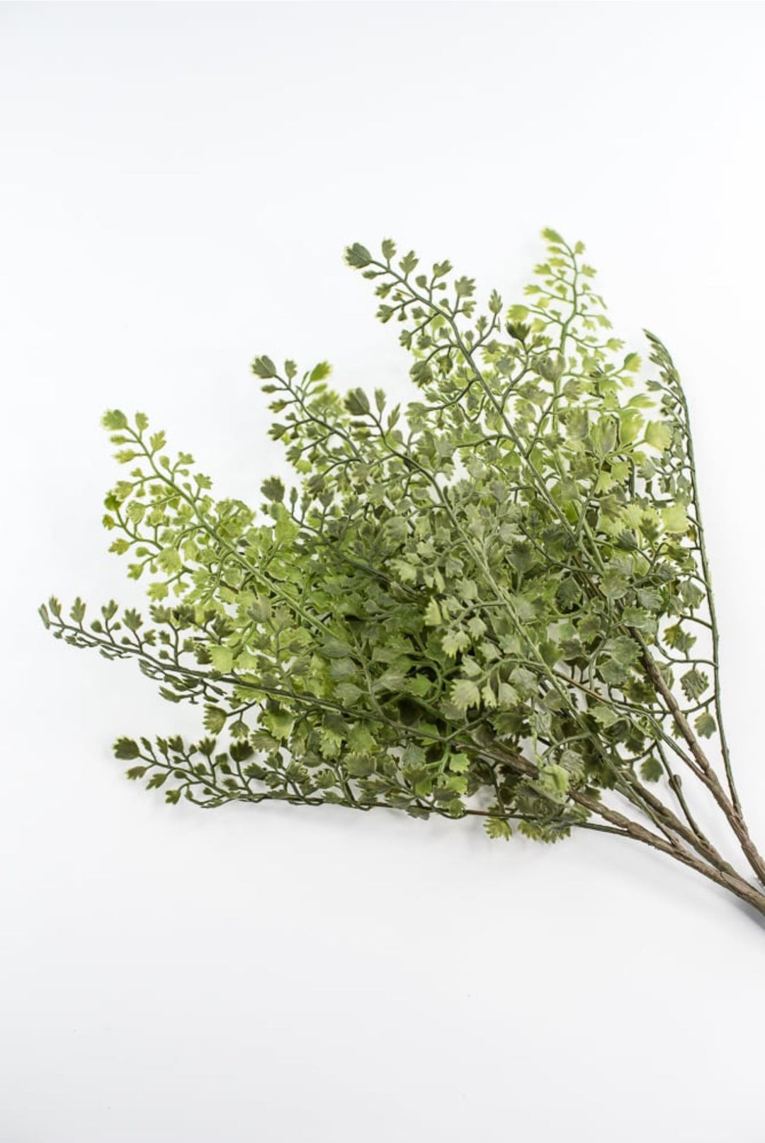 Maidenhair fern bush - Greenery MarketgreeneryFL5968 - G
