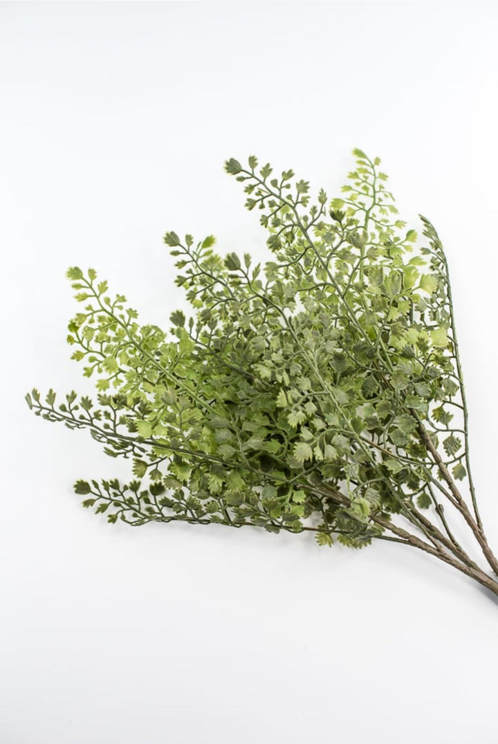 Maidenhair fern bush - Greenery MarketgreeneryFL5968 - G