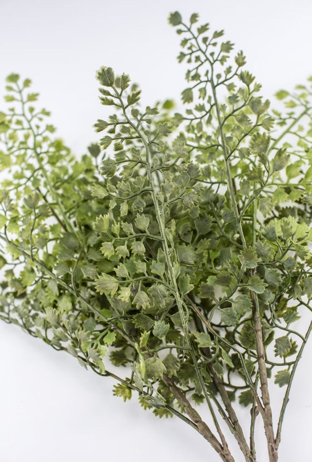 Maidenhair fern bush - Greenery MarketgreeneryFL5968 - G