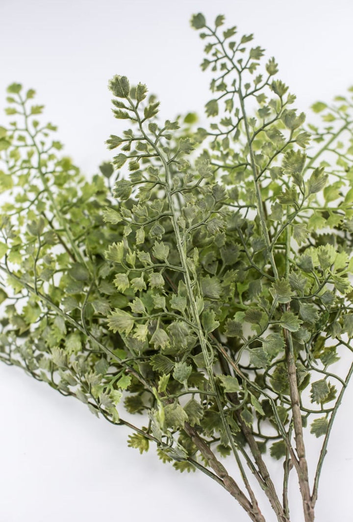 Maidenhair fern bush - Greenery MarketgreeneryFL5968 - G