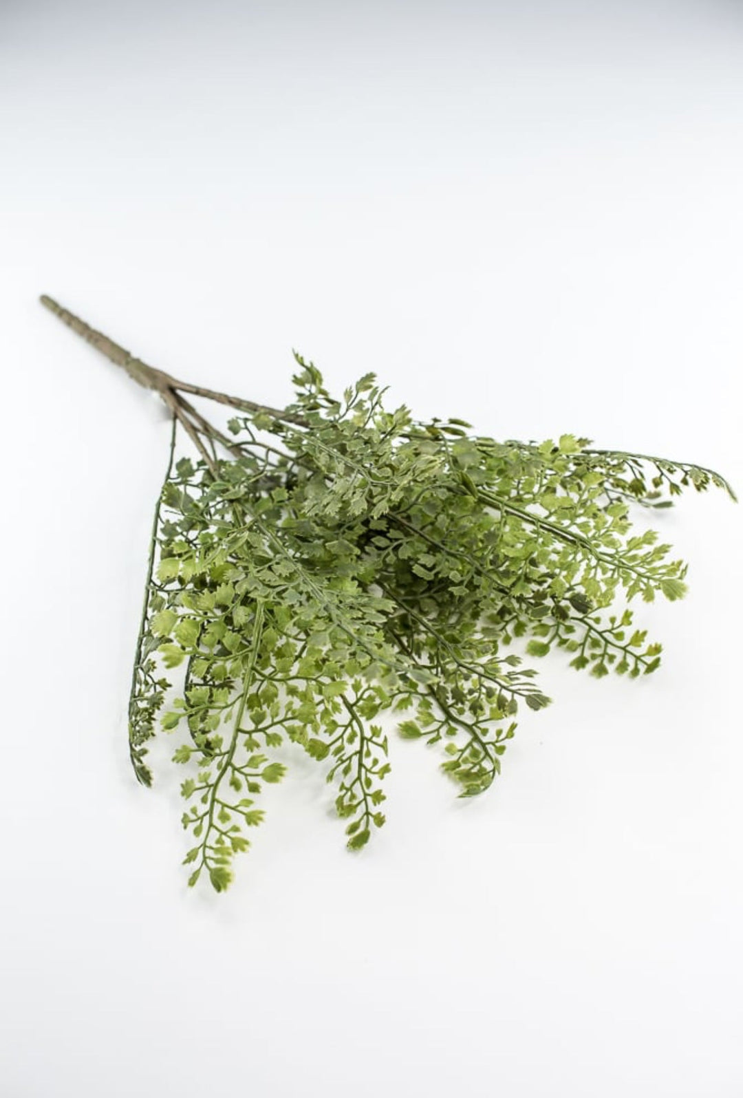 Maidenhair fern bush - Greenery MarketgreeneryFL5968 - G