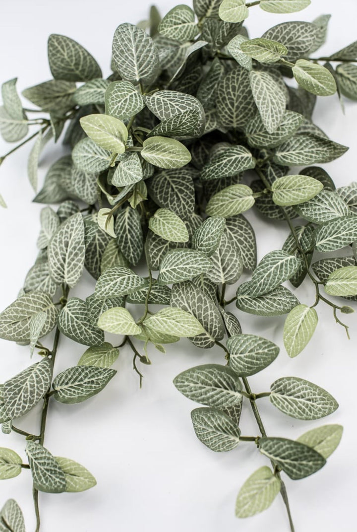 Mini fittonia hanging bush vine - Greenery Marketspring summer greeneryFL5699 - GC