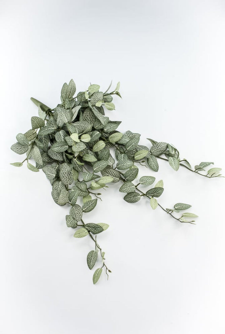 Mini fittonia hanging bush vine - Greenery Marketspring summer greeneryFL5699 - GC