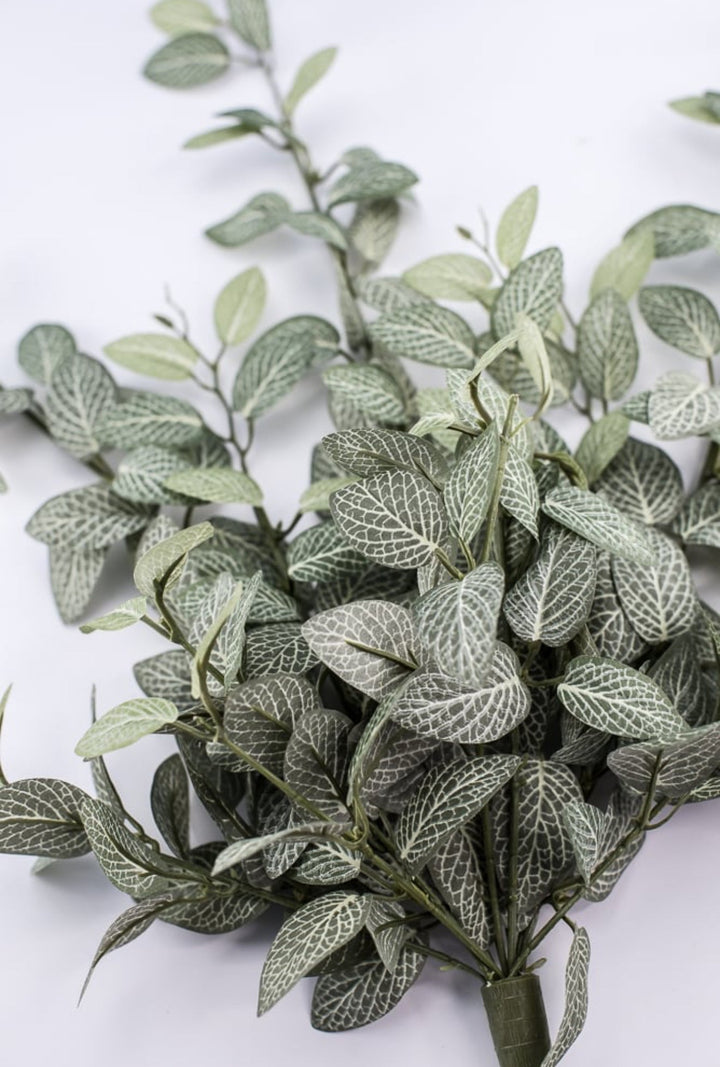 Mini fittonia hanging bush vine - Greenery Marketspring summer greeneryFL5699 - GC