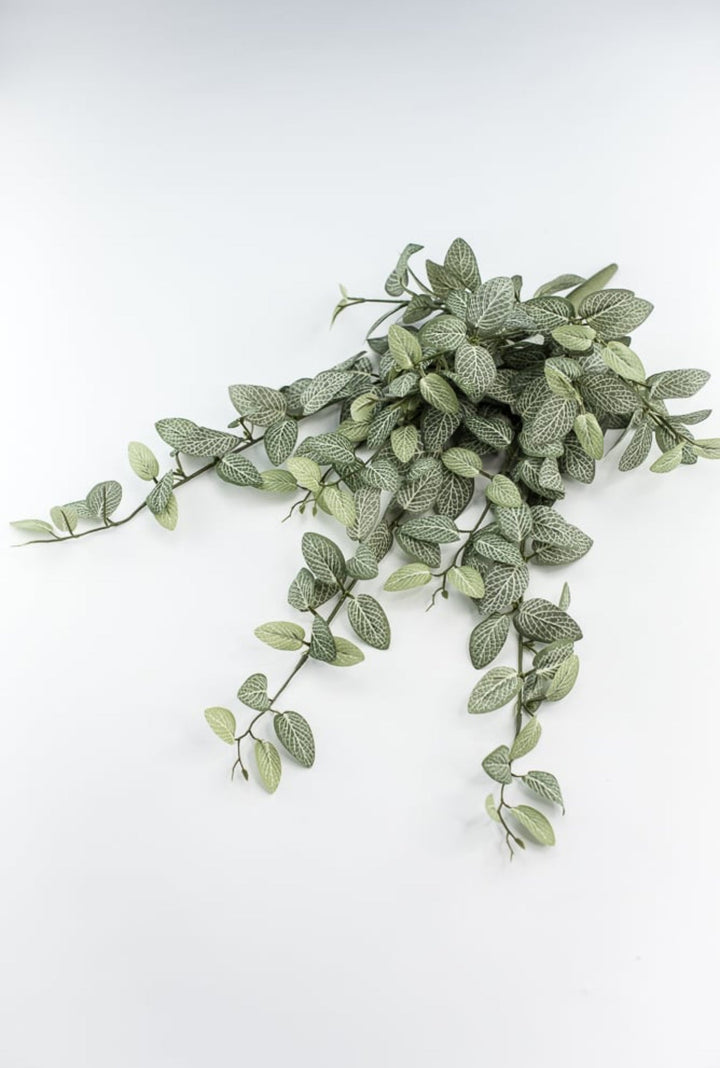 Mini fittonia hanging bush vine - Greenery Marketspring summer greeneryFL5699 - GC