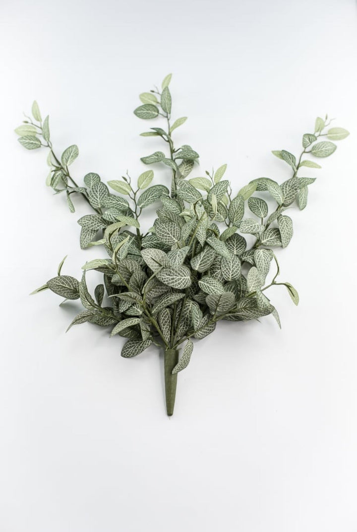 Mini fittonia hanging bush vine - Greenery Marketspring summer greeneryFL5699 - GC