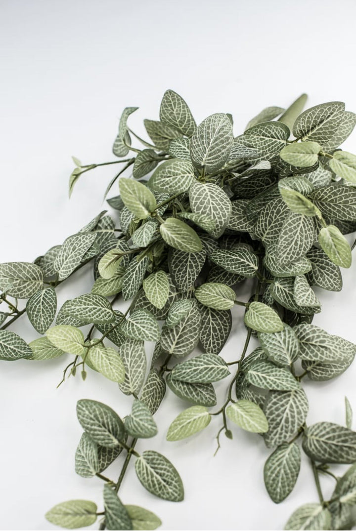 Mini fittonia hanging bush vine - Greenery Marketspring summer greeneryFL5699 - GC