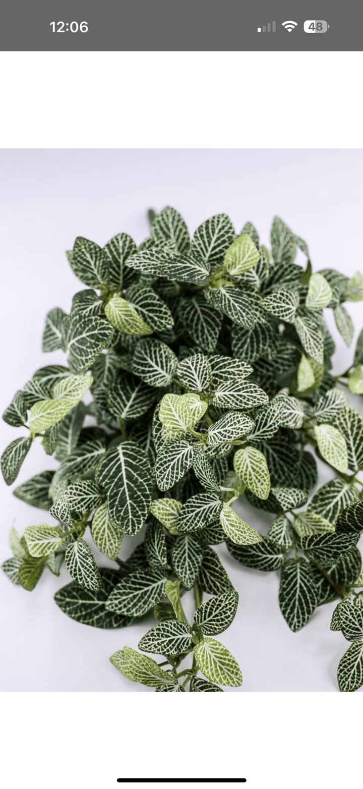 Mini fittonia hanging bush vine - Greenery Marketspring summer greeneryFl5956 - GC