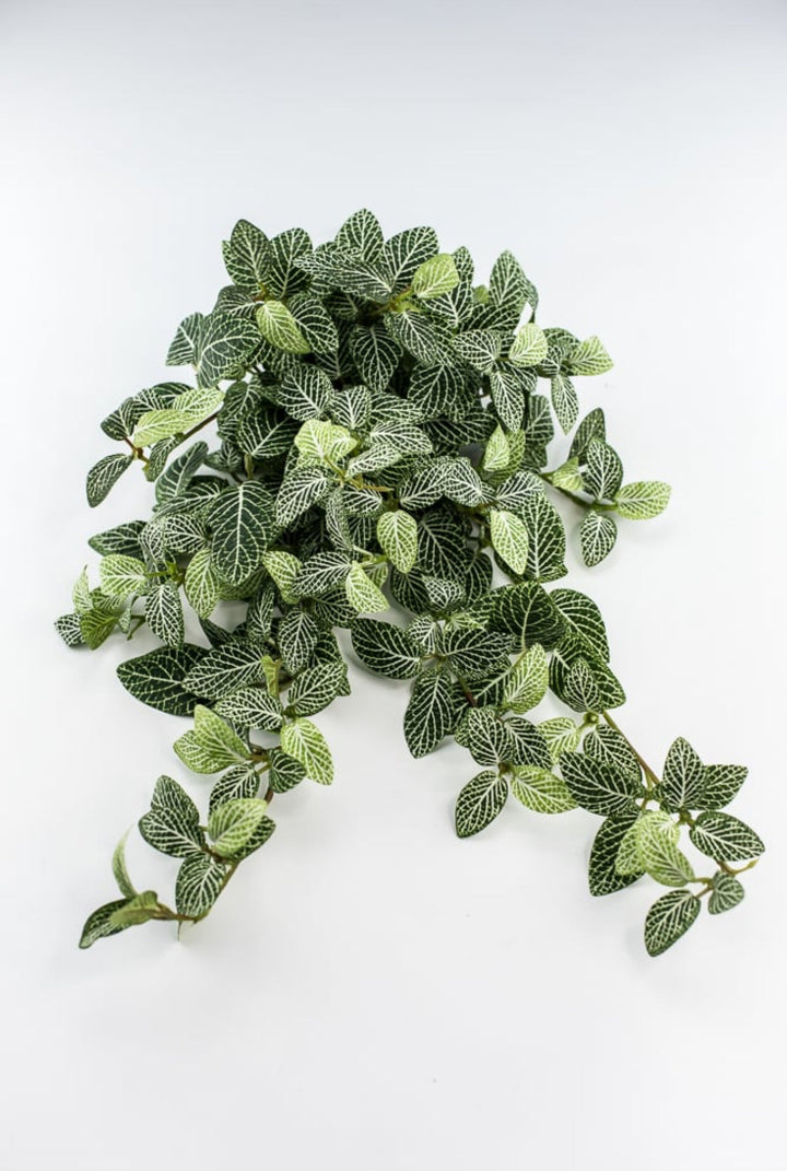 Mini fittonia hanging bush vine - Greenery Marketspring summer greeneryFl5956 - GC