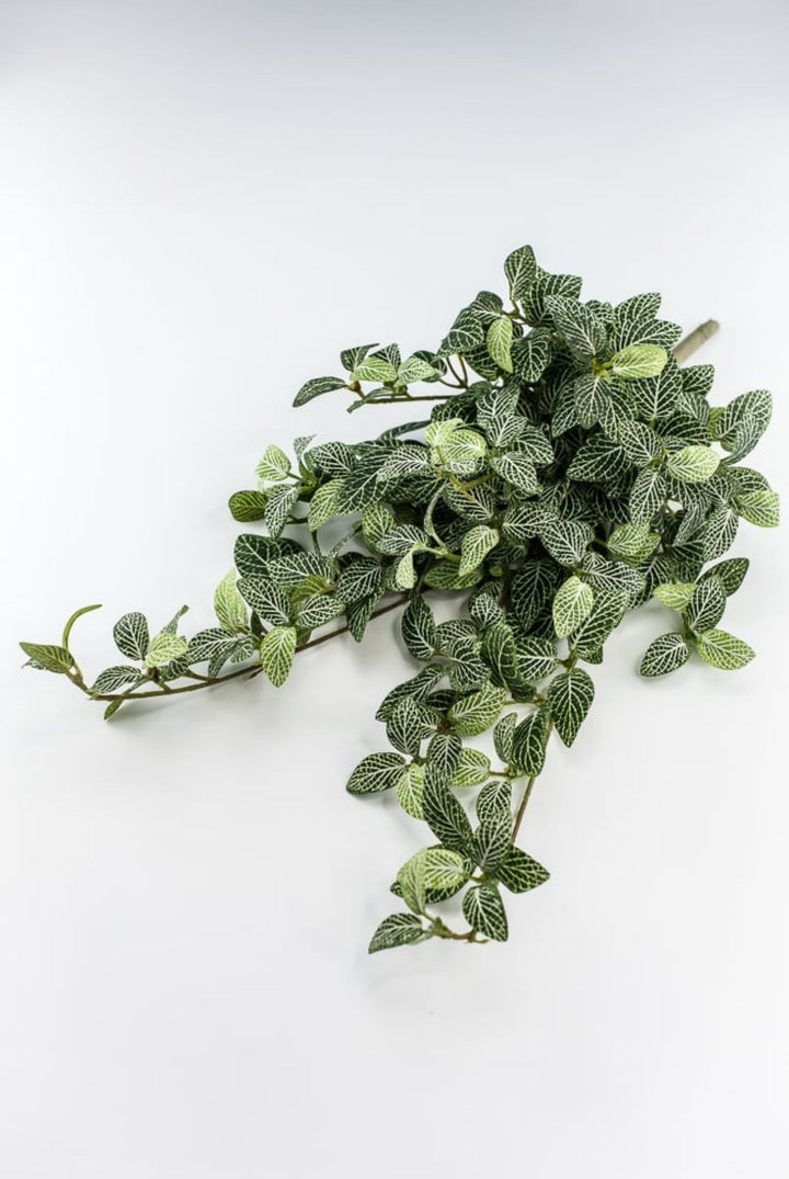 Mini fittonia hanging bush vine - Greenery Marketspring summer greeneryFl5956 - GC
