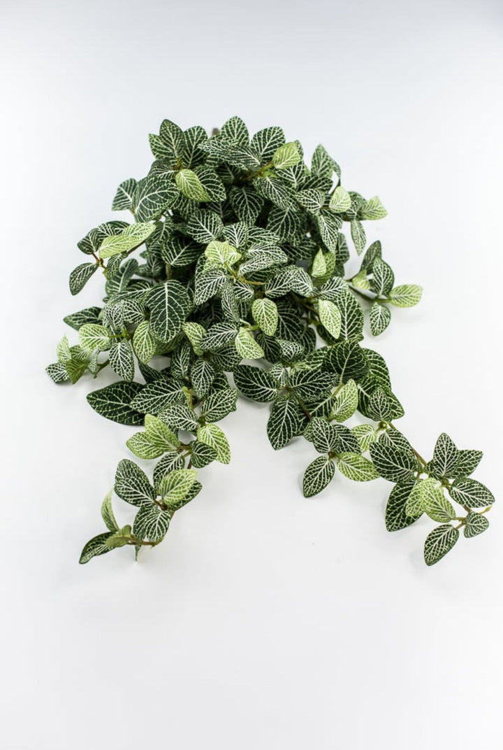 Mini fittonia hanging bush vine - Greenery Marketspring summer greeneryFl5956 - GC