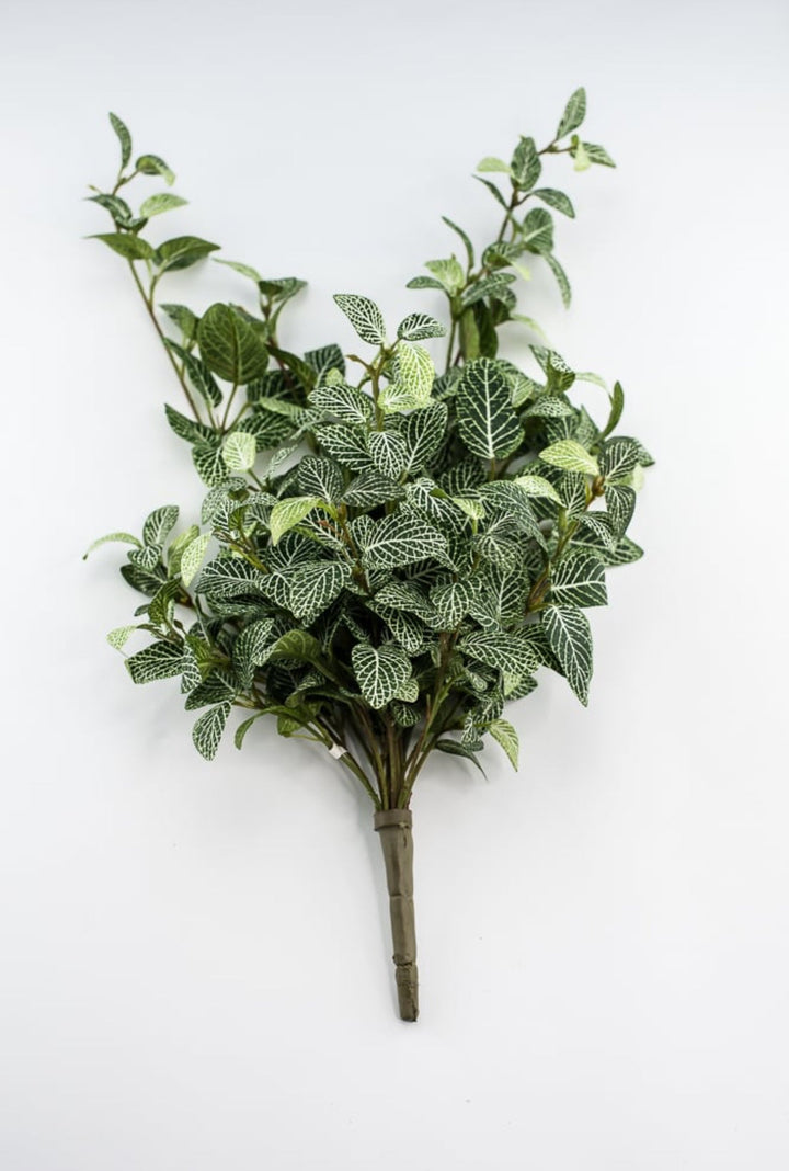 Mini fittonia hanging bush vine - Greenery Marketspring summer greeneryFl5956 - GC