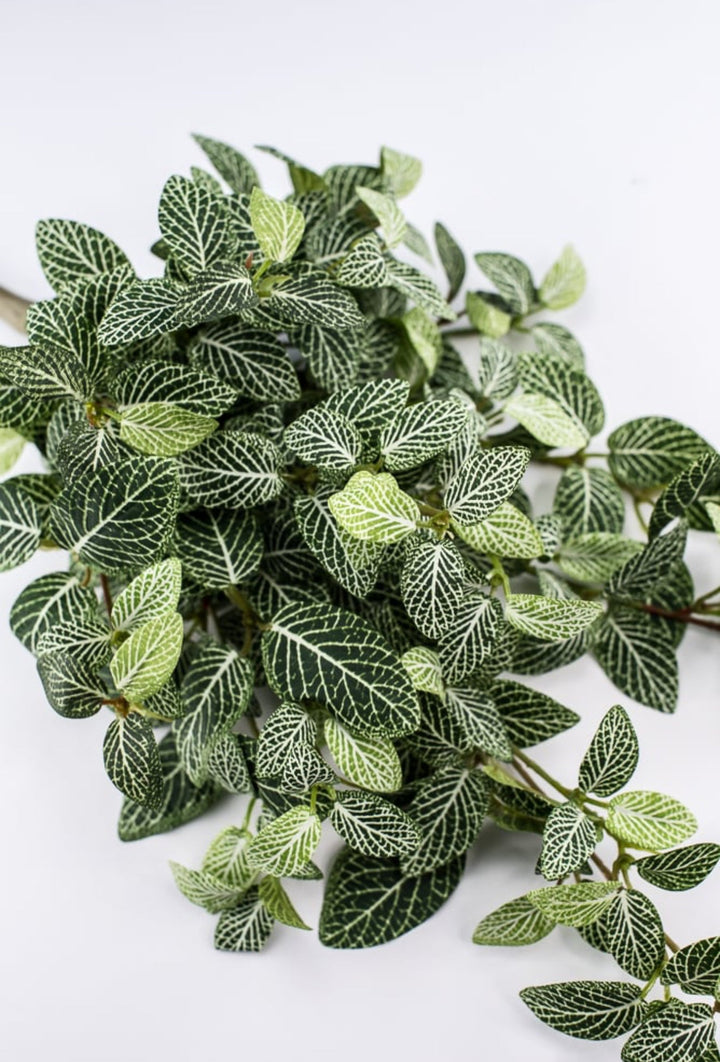 Mini fittonia hanging bush vine - Greenery Marketspring summer greeneryFl5956 - GC