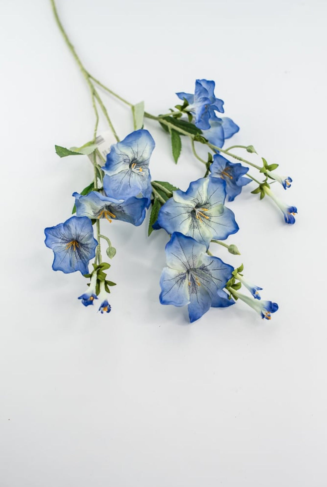 Morning glory spray - blue - Greenery Market5993 - b