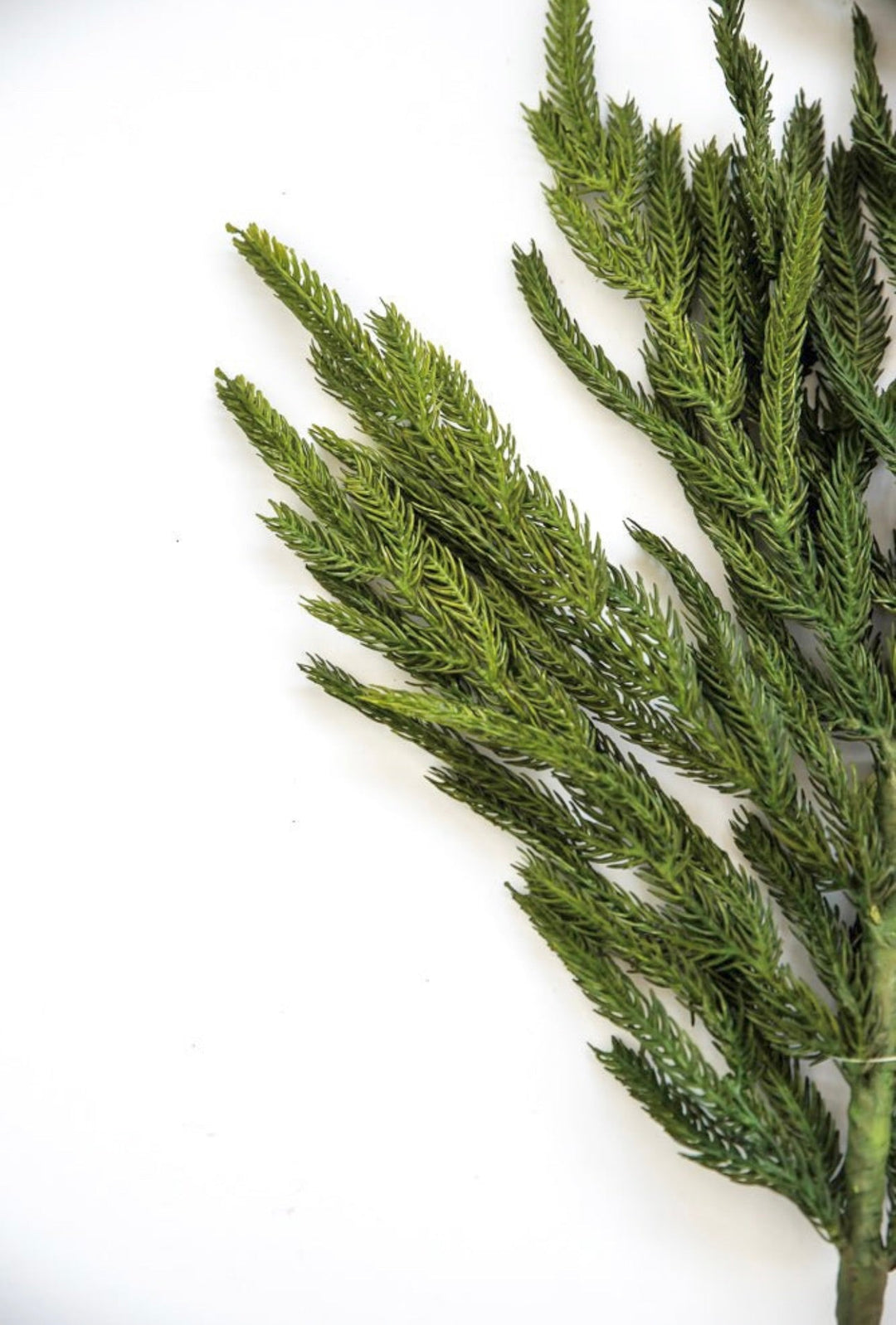 Natural touch Norfolk pine spray - Greenery MarketgreeneryMTX58506