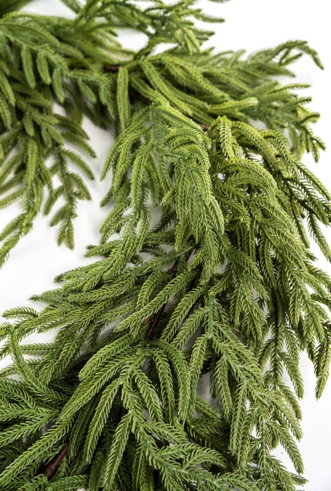 Norfolk pine garland 65” - Greenery Market2844036GR