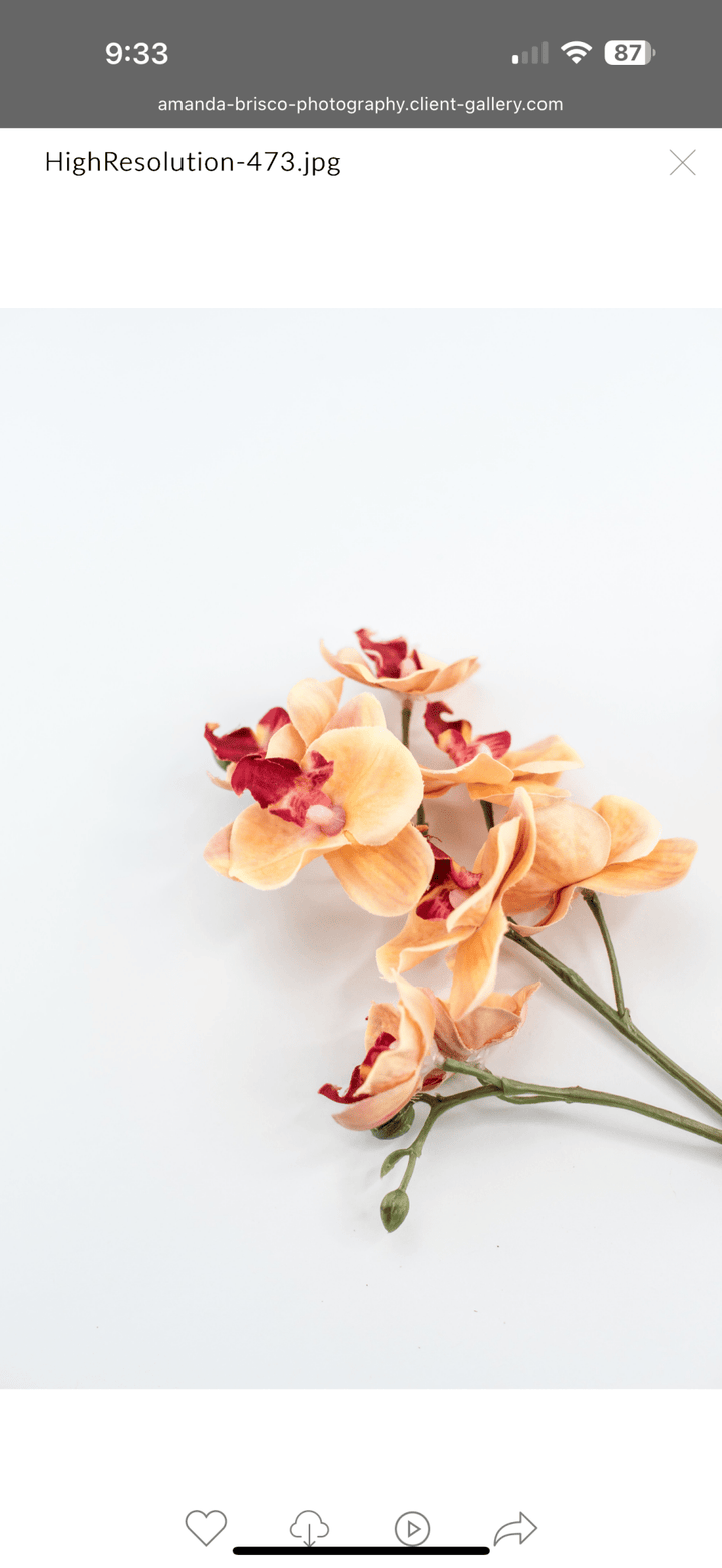 Phalaenopsis, Mini Orchid Flower spray - orange - Greenery MarketArtificial Flora6481 - OG