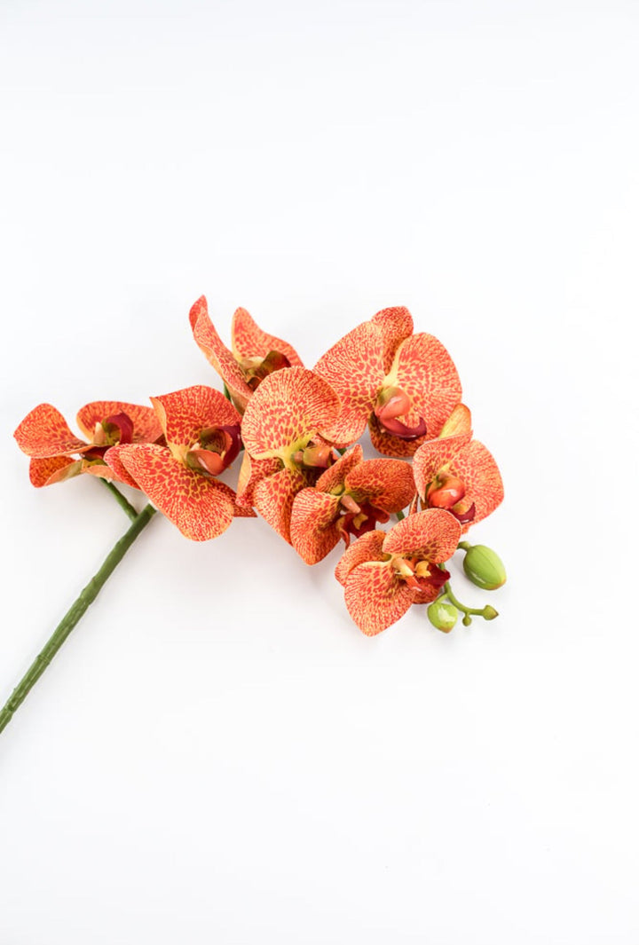 phalaenopsis, orchid Flower spray - bright orange - Greenery MarketArtificial FloraMTF20032 ORNG