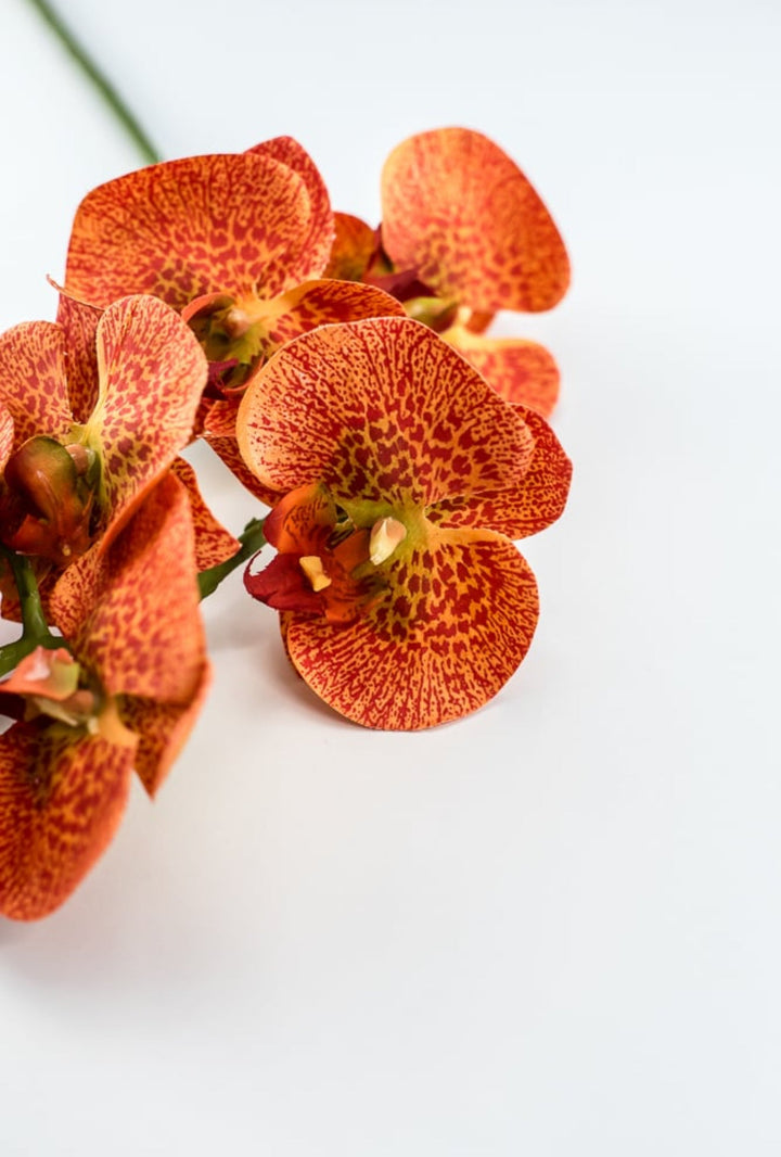 phalaenopsis, orchid Flower spray - bright orange - Greenery MarketArtificial FloraMTF20032 ORNG