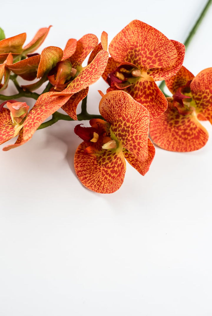 phalaenopsis, orchid Flower spray - bright orange - Greenery MarketArtificial FloraMTF20032 ORNG