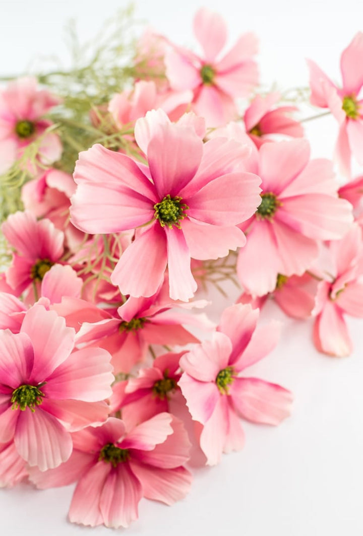 Pink Garden Cosmos Bush - Greenery Market63664PK