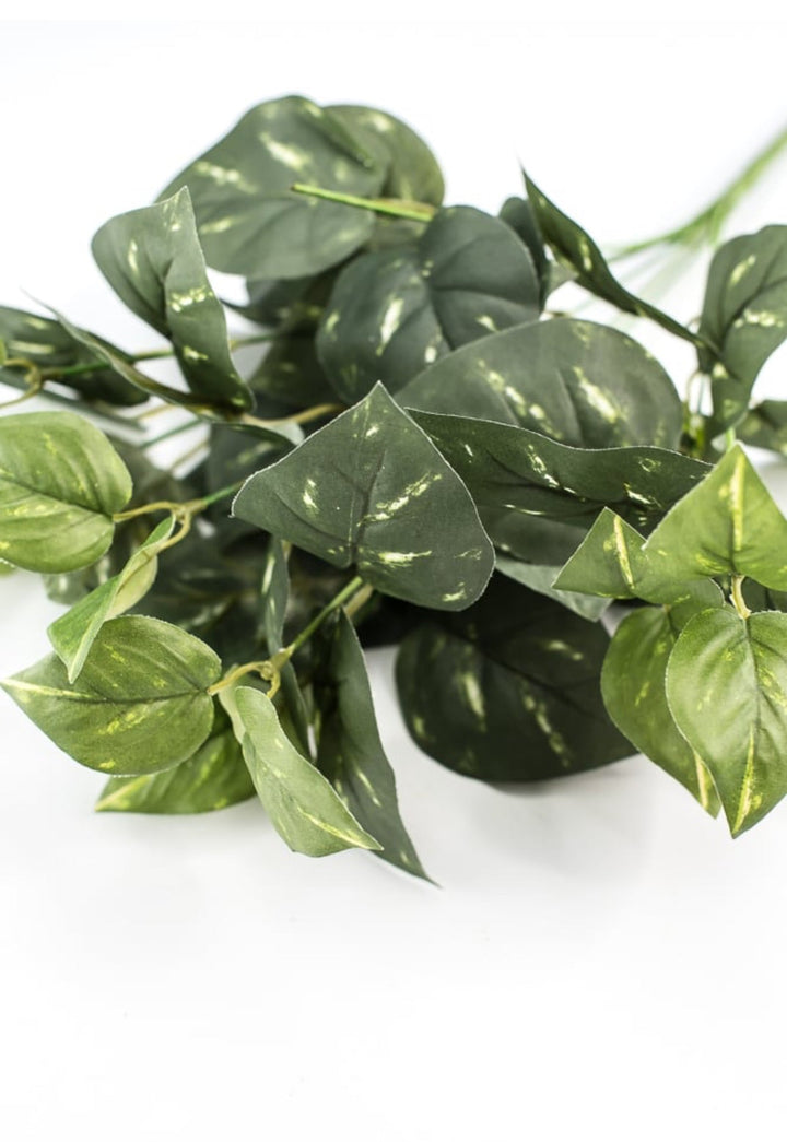 Potho leaves plant bush - Greenery Marketgreenery13396gn