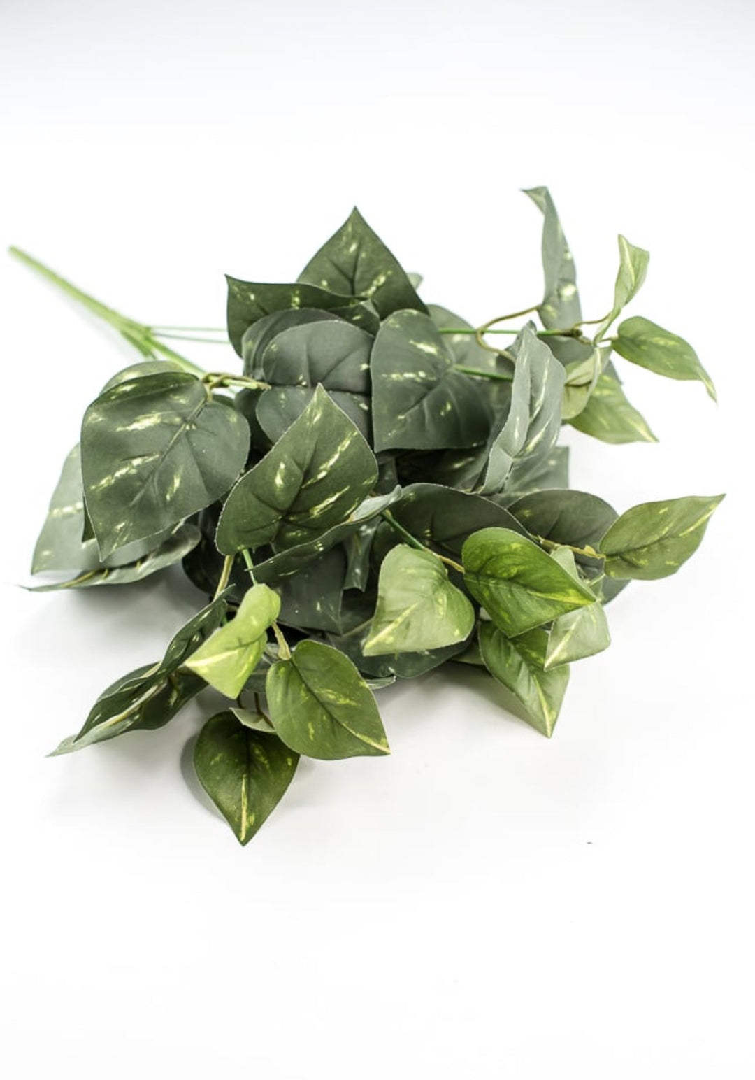 Potho leaves plant bush - Greenery Marketgreenery13396gn