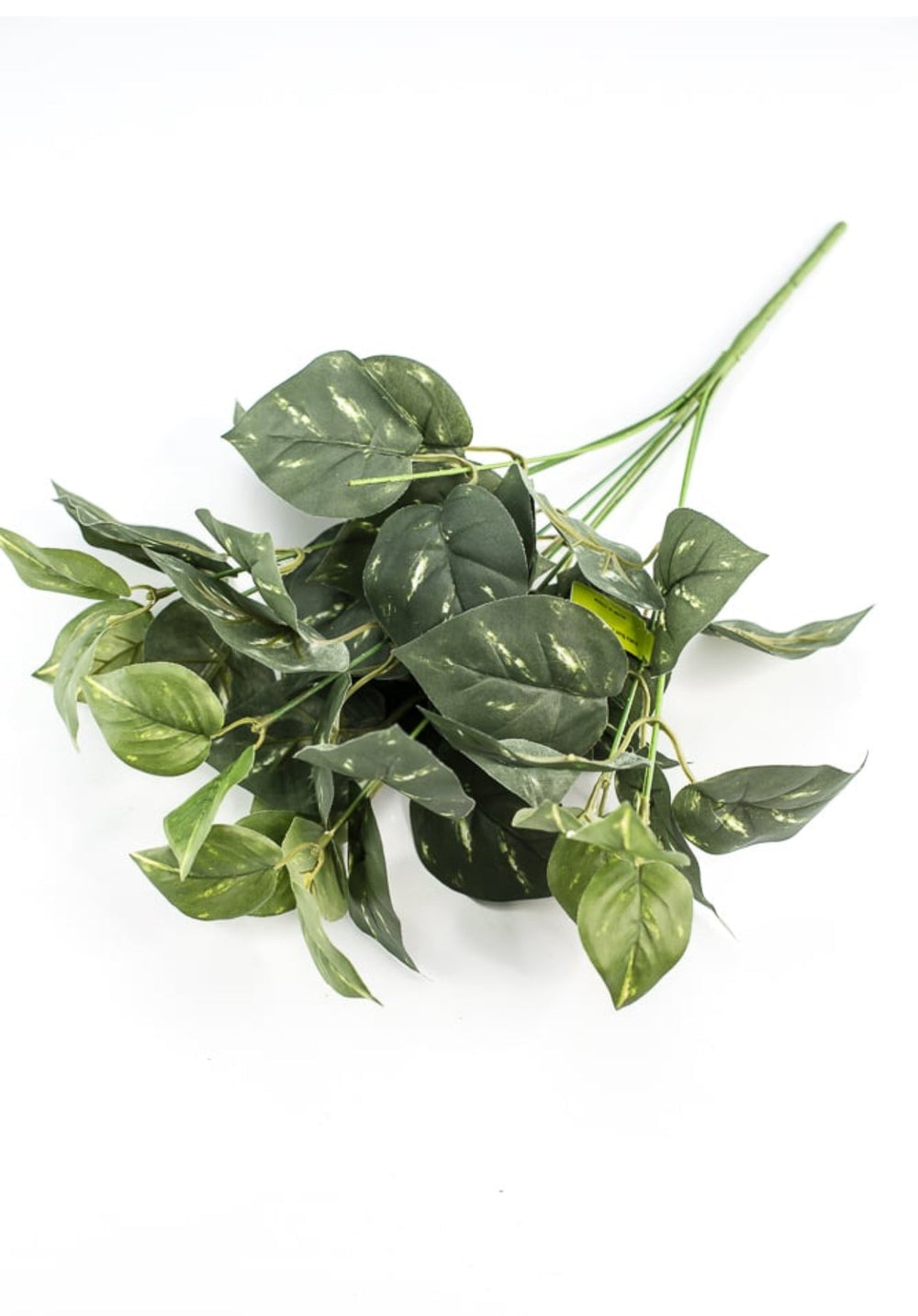 Potho leaves plant bush - Greenery Marketgreenery13396gn