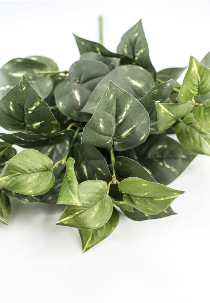 Potho leaves plant bush - Greenery Marketgreenery13396gn
