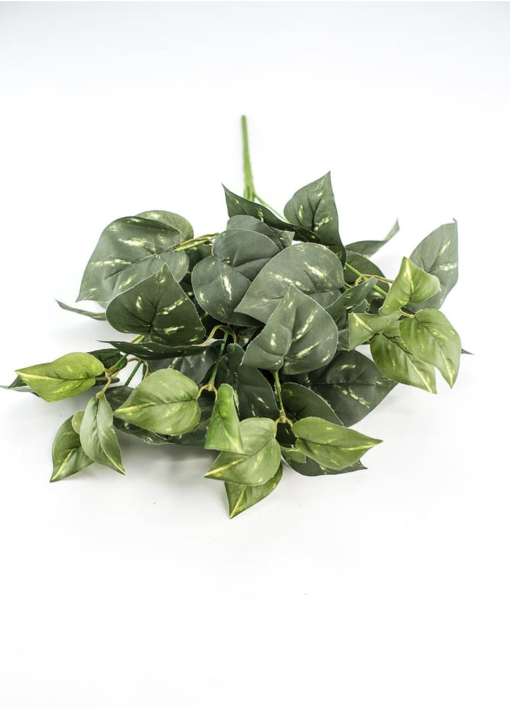 Potho leaves plant bush - Greenery Marketgreenery13396gn