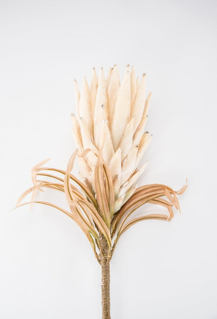 Protea flower stem - large - cream - Greenery Market27846